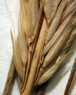 Image of leafy reedgrass