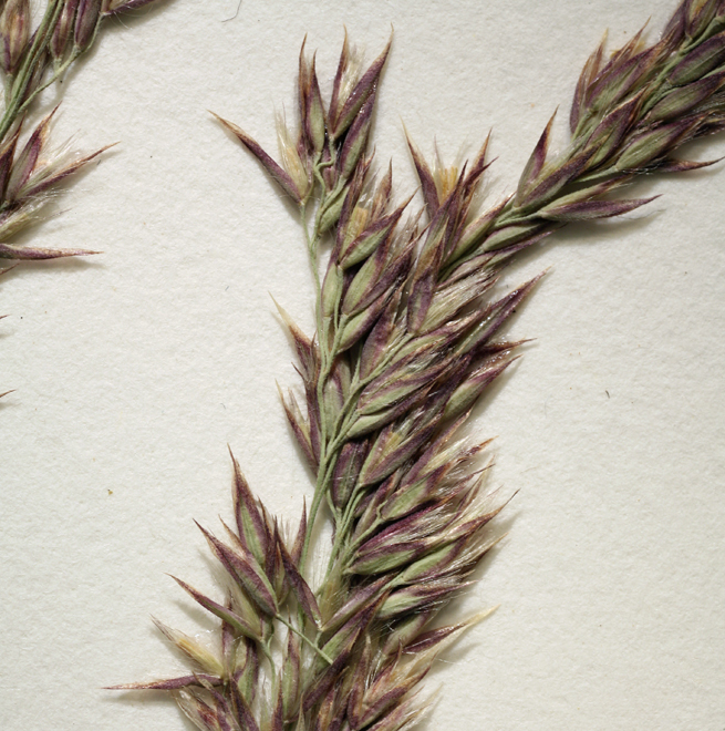 Image of Bluejoint Reed Grass