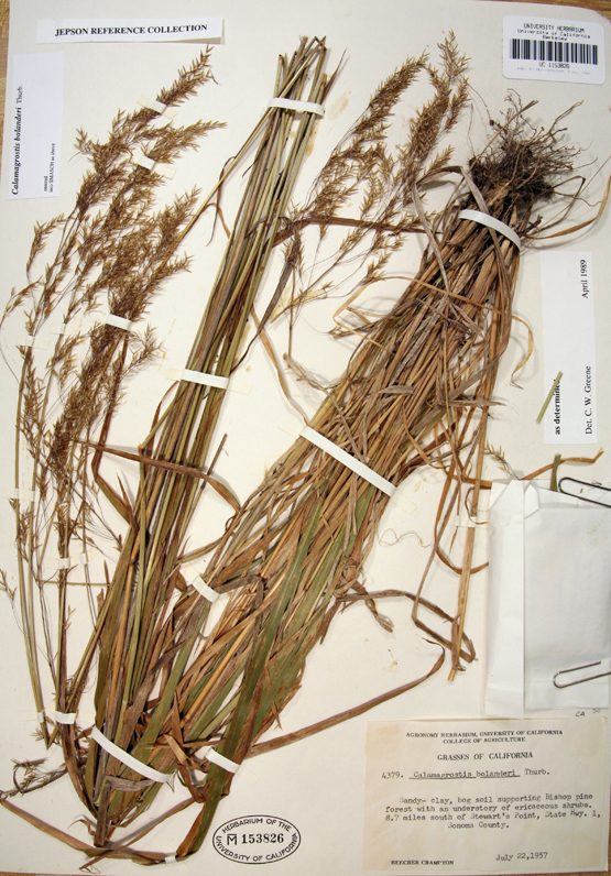 Image of Bolander's reedgrass