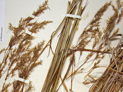 Image of Bolander's reedgrass