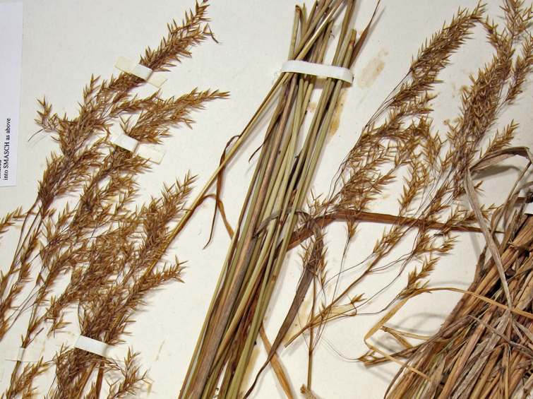 Image of Bolander's reedgrass