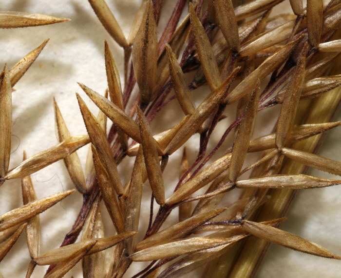 Image of Bolander's reedgrass