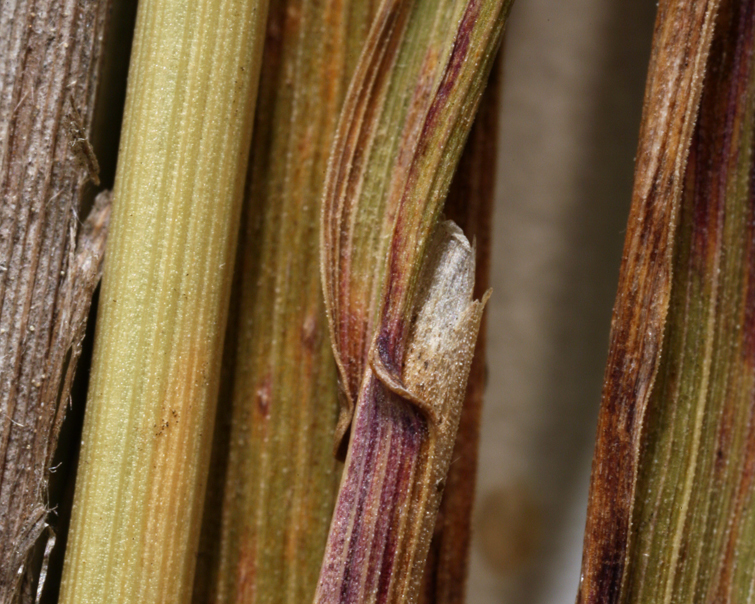 Image of Bolander's reedgrass