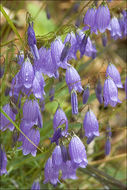 Image of Campanula cespitosa Scop.