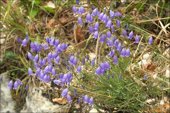 Image of Campanula cespitosa Scop.