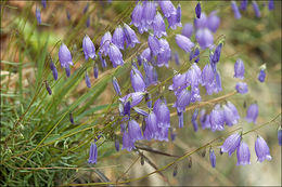 Image of Campanula cespitosa Scop.