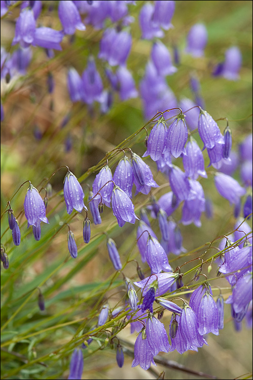 Image of Campanula cespitosa Scop.