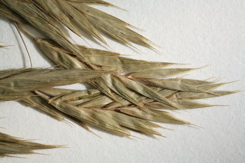 Image of nodding brome