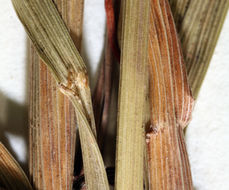 Image of nodding brome