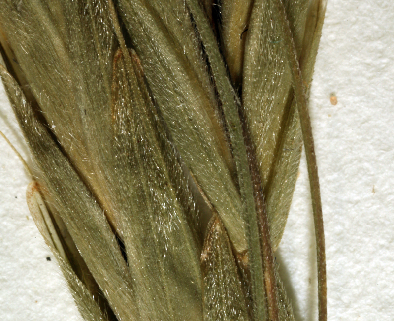 Image of nodding brome