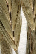 Image of nodding brome