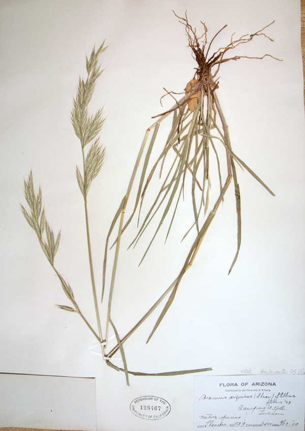 Image of Arizona brome