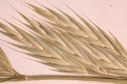 Image of Arizona brome