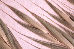 Image of Arizona brome