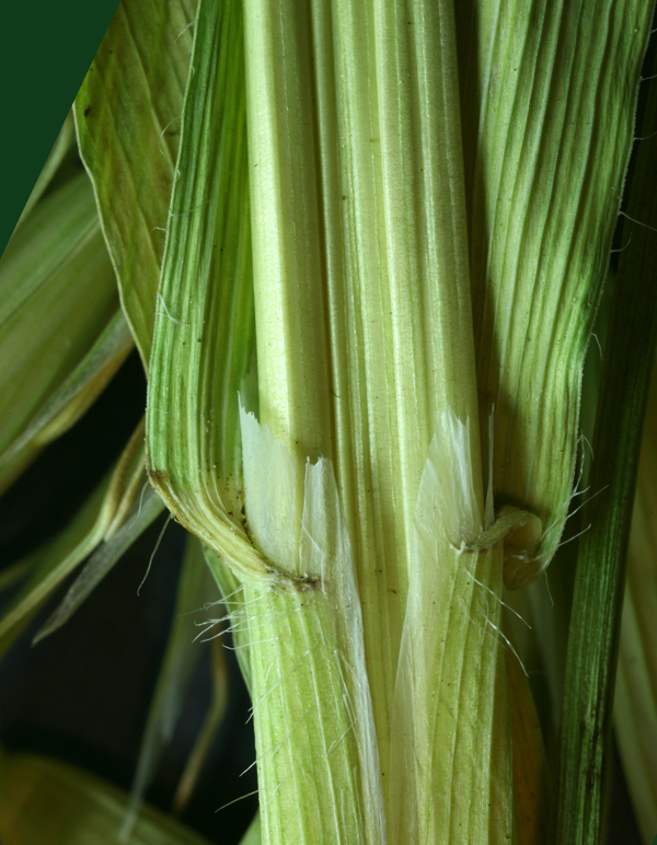 Image of wild oat