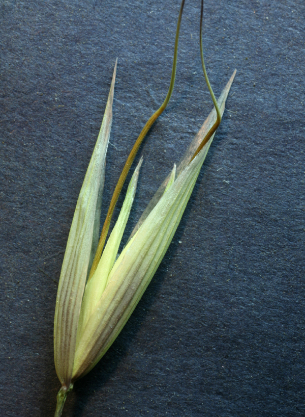 Image of wild oat