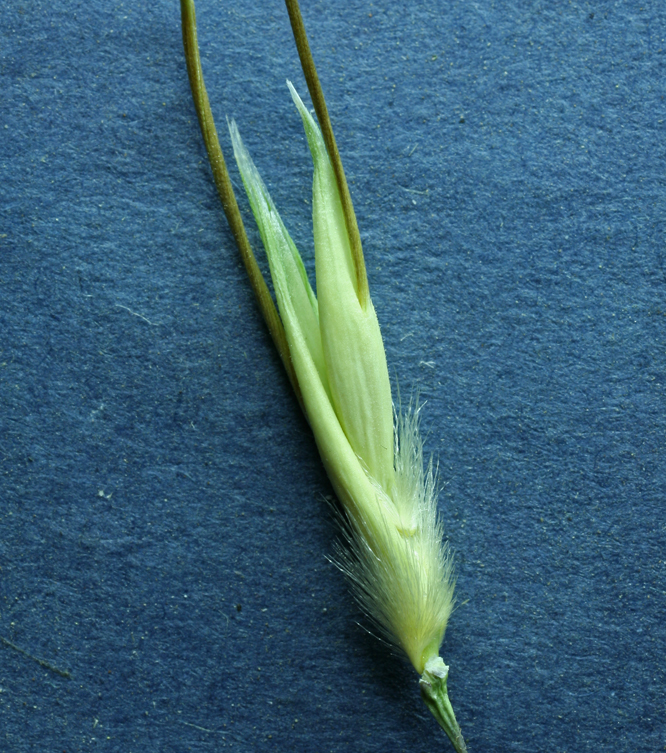 Image of wild oat