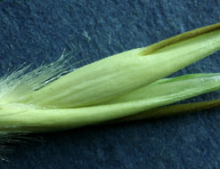 Image of wild oat