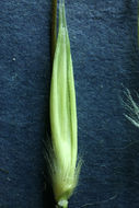 Image of wild oat