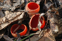 Sarcoscypha coccinea (Gray) Boud. 1885的圖片