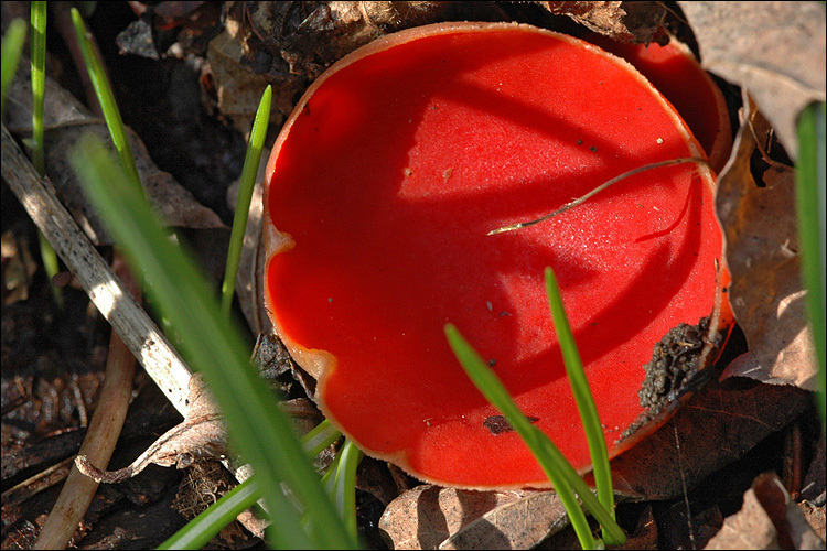 Sarcoscypha coccinea (Gray) Boud. 1885的圖片