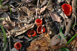 Image of Ruby elfcup