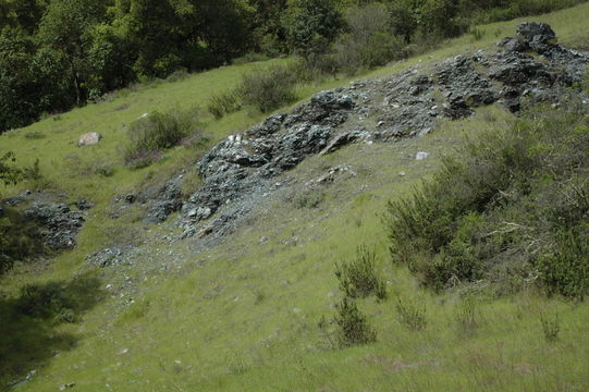 Image of Santa Clara Valley dudleya