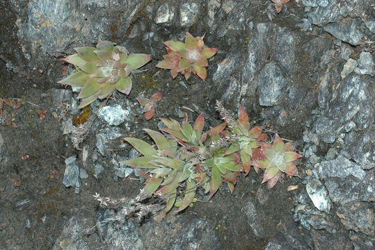 Image of Santa Clara Valley dudleya