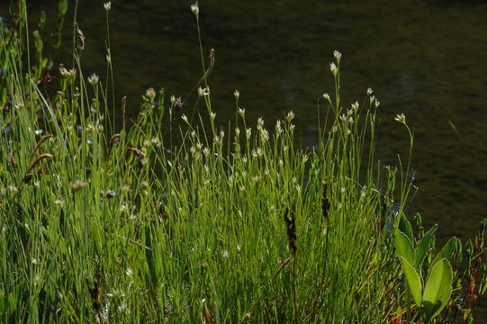 Plancia ëd Rhynchospora alba (L.) Vahl