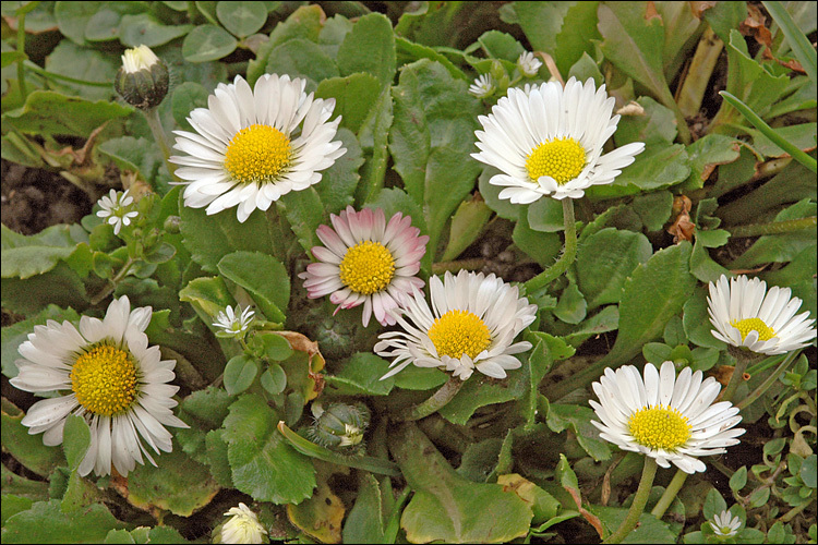 Image of Daisy