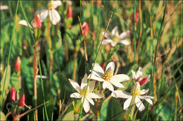 Imagem de Anemopsis californica (Nutt.) Hook. & Arn.