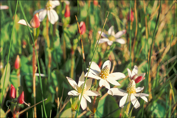 Image of yerba mansa