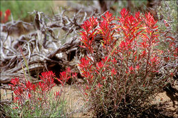 Image of Wyoming Indian paintbrush