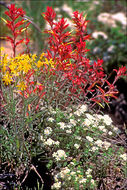 Image of Wyoming Indian paintbrush