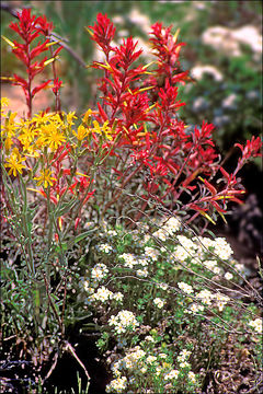 Image of Wyoming Indian paintbrush