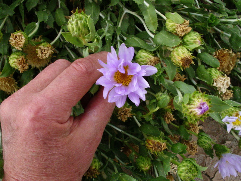 Image of Orcutt's aster