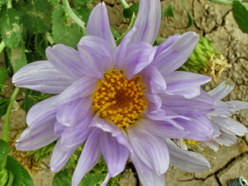 Image of Orcutt's aster