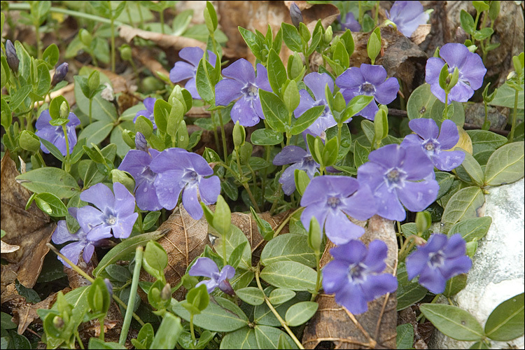 Image of Common Periwinkle