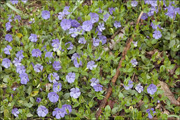 Image of Common Periwinkle