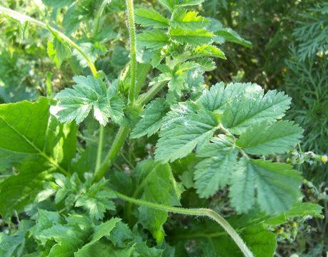 Image of musky stork's bill