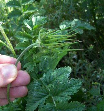 Imagem de Erodium moschatum (L.) L'Her.