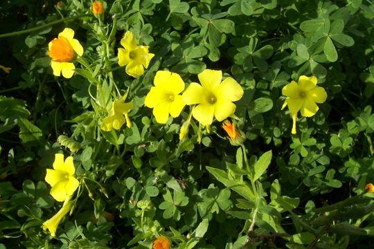 Oxalis pes-caprae L. resmi