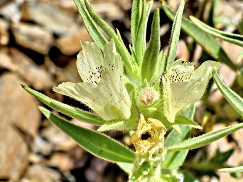 Image of <i>Mohavea confertiflora</i>