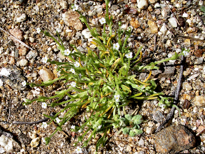 Image of broadfruit combseed