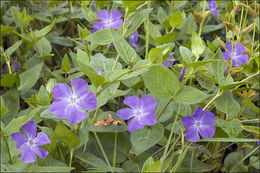 Image of Greater Periwinkle