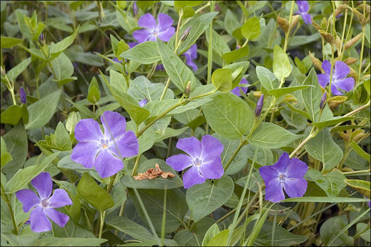 Image of Greater Periwinkle