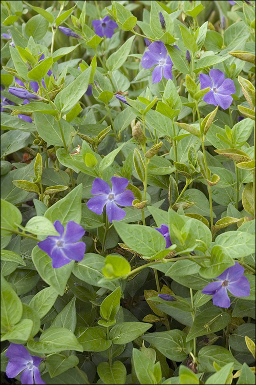 Image of Greater Periwinkle