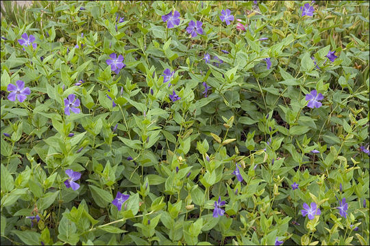 Image of Greater Periwinkle