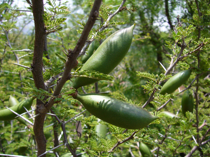 Image of <i>Acacia caven</i>