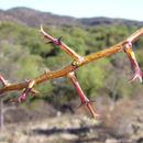 Image of <i>Acacia furcatispina</i>